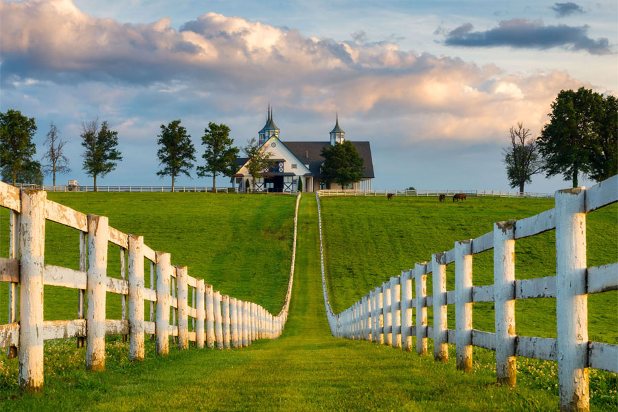 Kentucky bluegrass