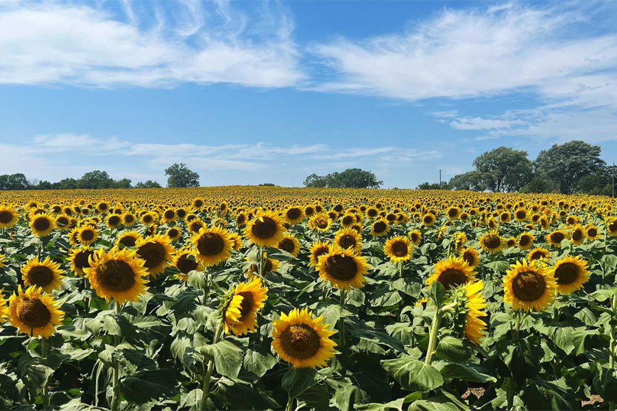 kansas sunflower1