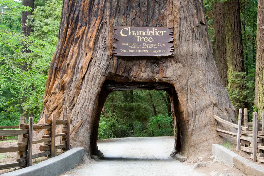 Oregon Chandelier tree