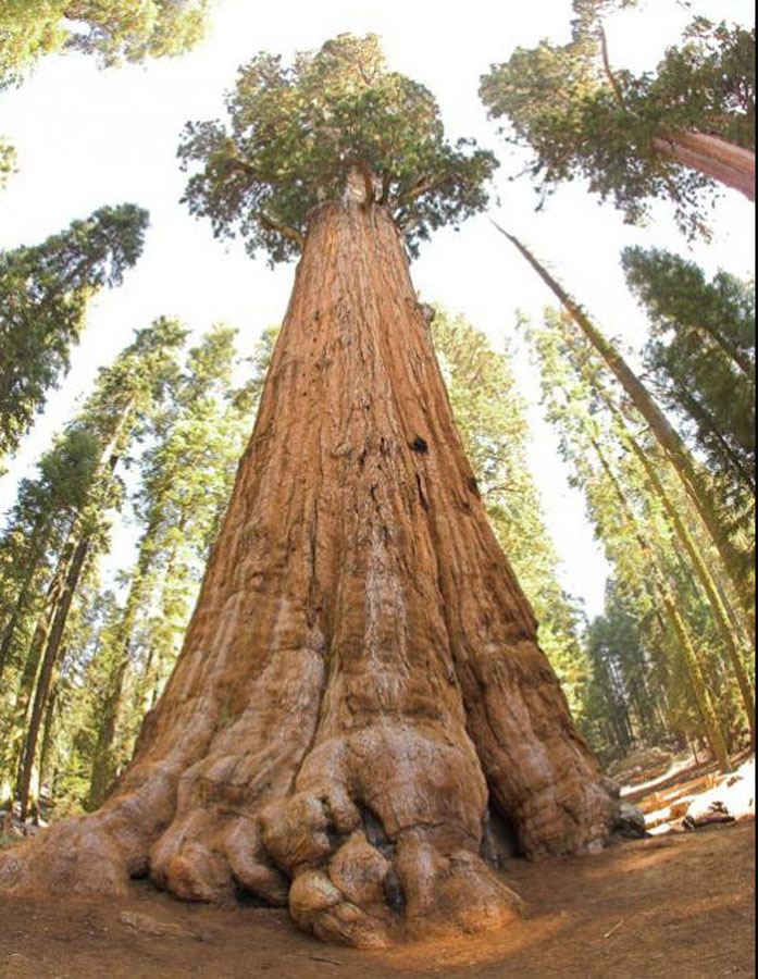 General Sherman Tree 6