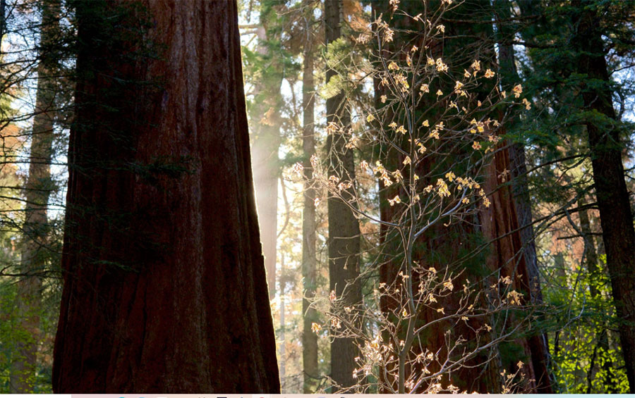 Sequoia National Park: Land of Giants