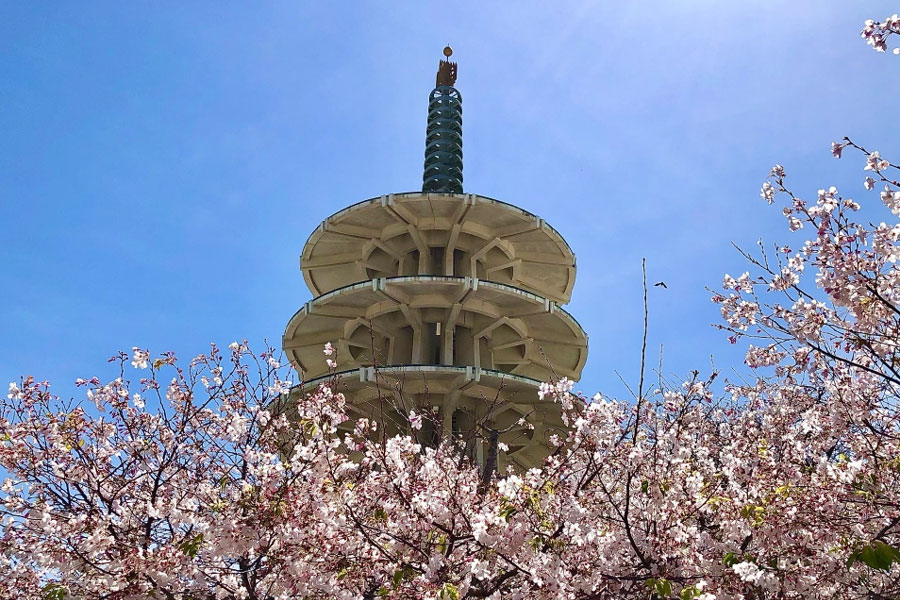 San Francisco - Cherry Blossom Festival