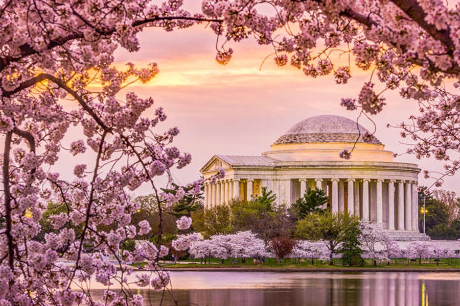 Washington DC- Wonderful Cherry Blossom Festival and New York's financial district Tour