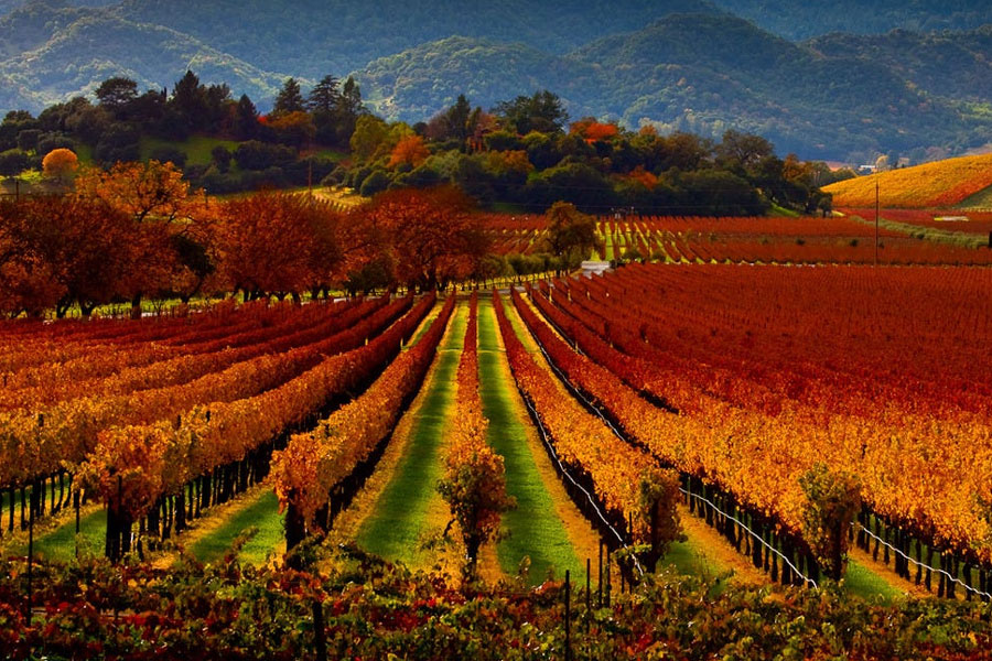 Thung lũng Napa - Sonoma - Yountville - San Francisco