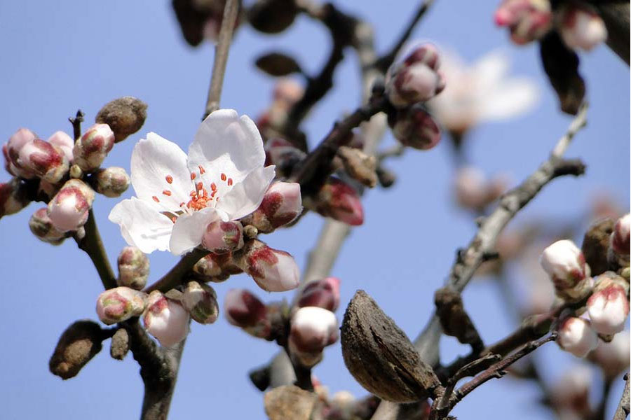 Almond Tree Blooming