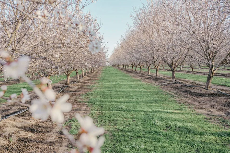 Almond Tree Blooming