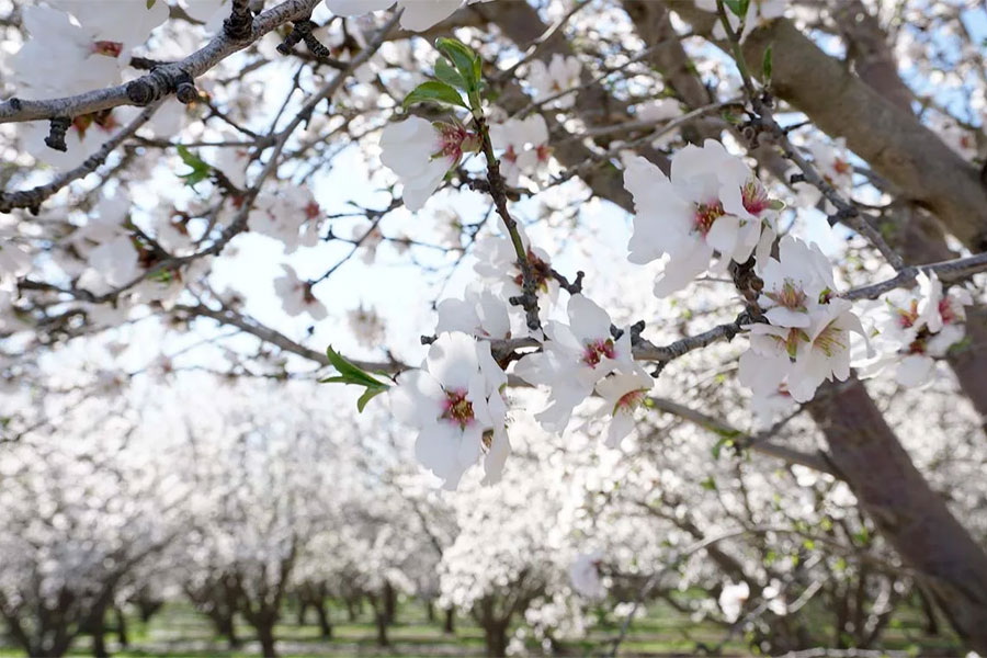 Almond Tree Blooming