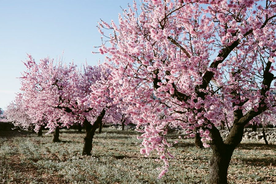 Almond Tree Blooming