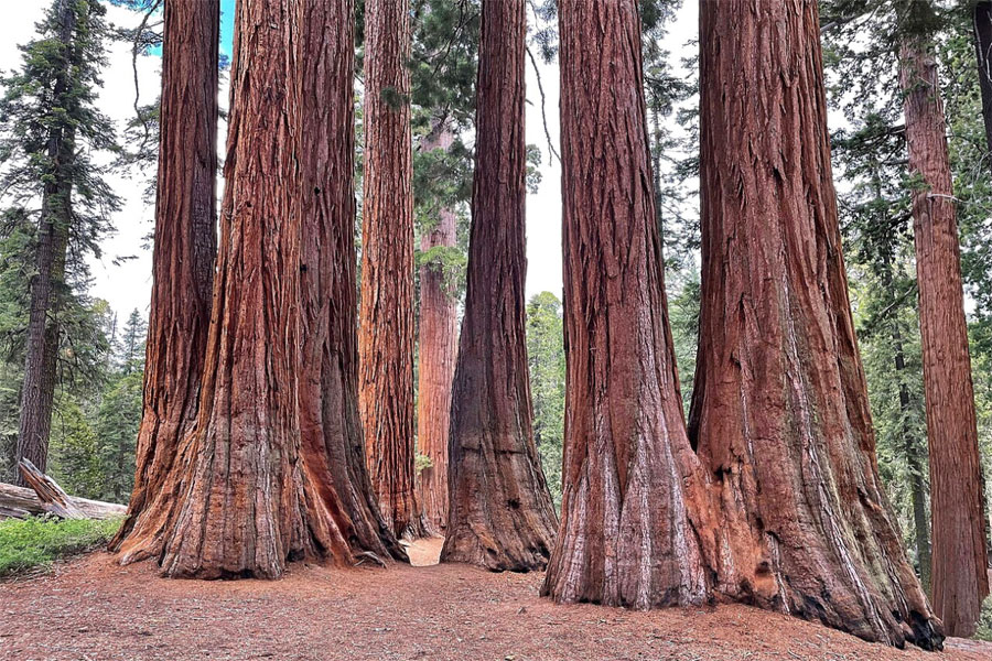 Kings Canyon National Park