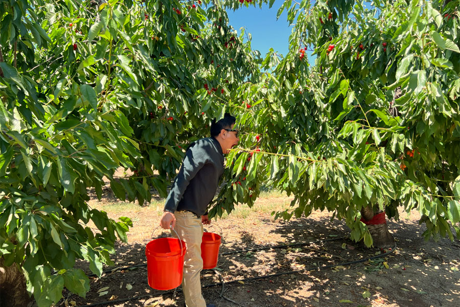 Cherry Picking - Bixby Creek - Big Sur 