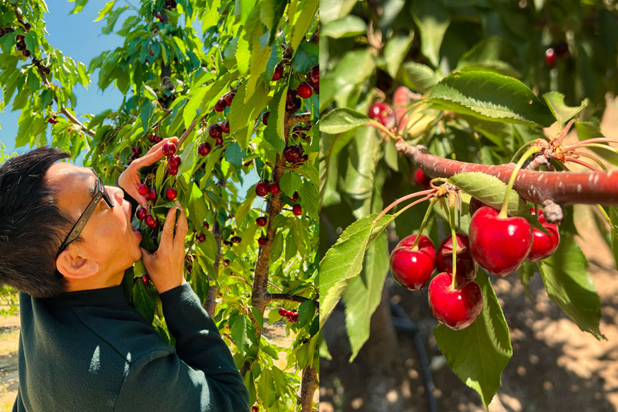 Cherry Picking - Bixby Creek - Big Sur 